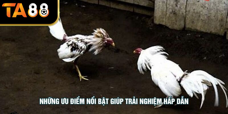 Những ưu điểm nổi bật giúp trải nghiệm hấp dẫn