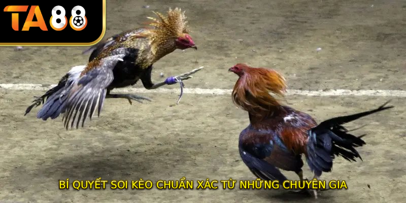 Bí quyết soi kèo chuẩn xác từ những chuyên gia