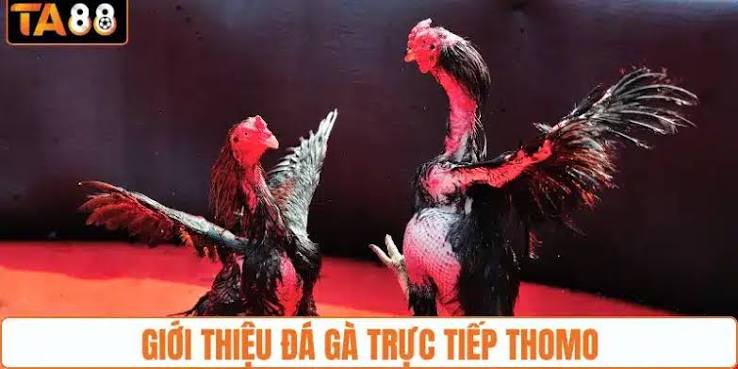 Hai chiến kê chuẩn bị nhập trận tại sới đấu