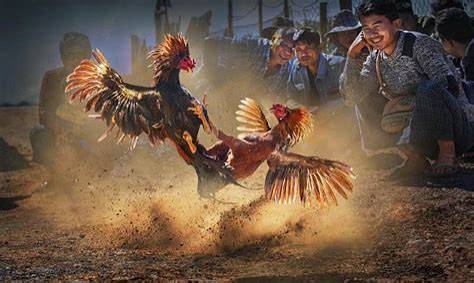 Người chơi theo dõi tỷ lệ và thông tin trước trận