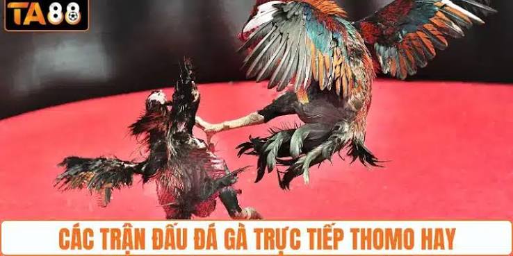 Khoảnh khắc đánh giá phản xạ và khả năng giữ trụ