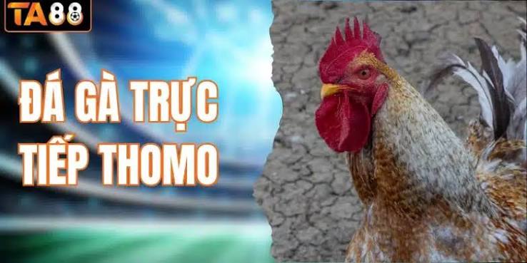 Đá gà cựa sắt